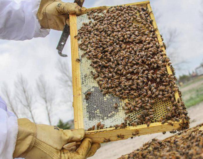 Как пчелы делают воск и соты. предназначение пчелиных сот - медовый сундучок