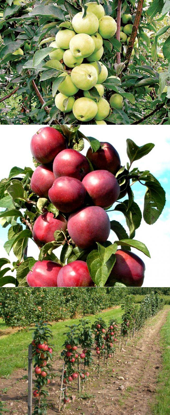 Яблоня медок — описание самой морозоустойчивой колонки