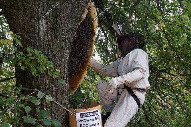Дикий мед или бортевой мед: полезные свойства меда диких пчел