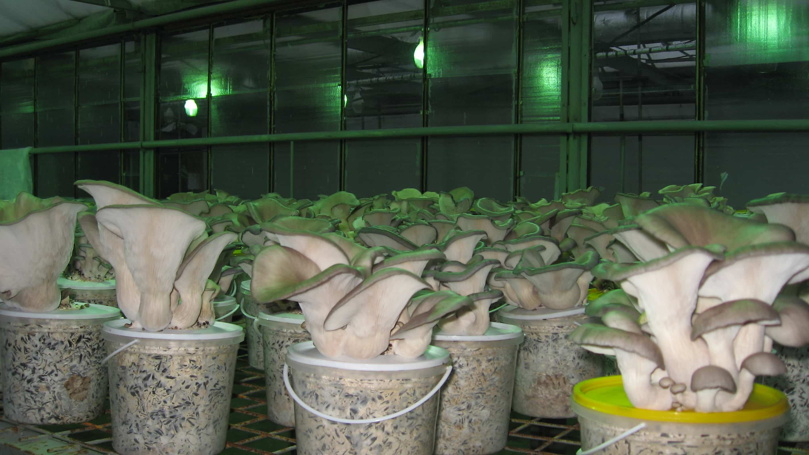 Выращивание шампиньонов в теплице своими руками — как выращивать шампиньоны в теплице