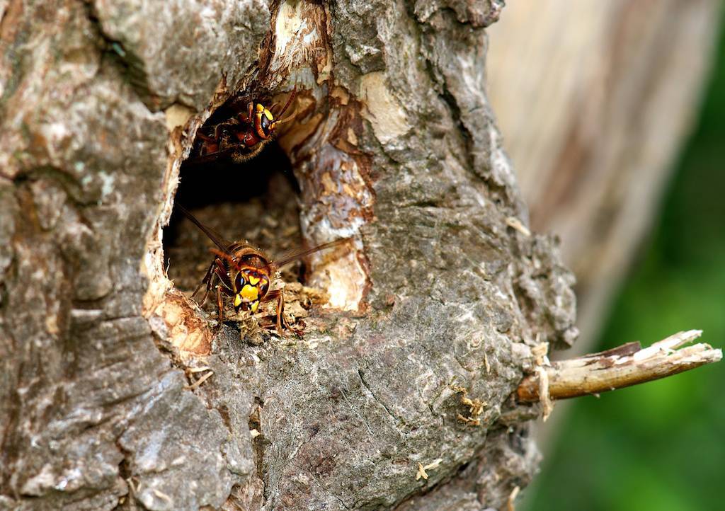 Сколько живут осы – семейная иерархия насекомых