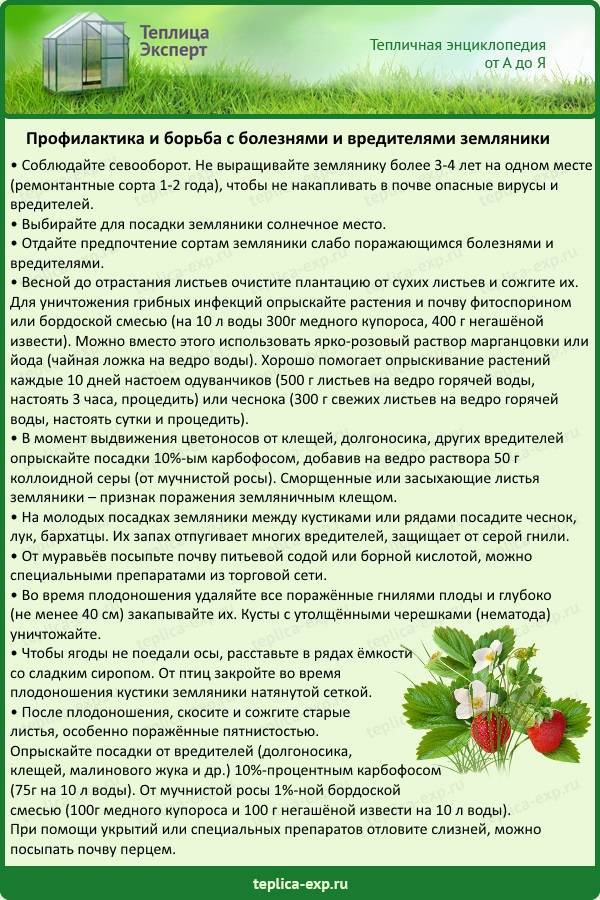 Бурая пятнистость листьев: лечение и профилактика, фото, как бороться, средства