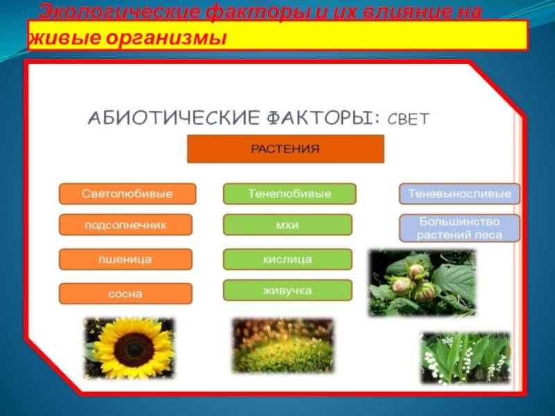 Растение фактор. Экологические факторы и их влияние на живые организмы.