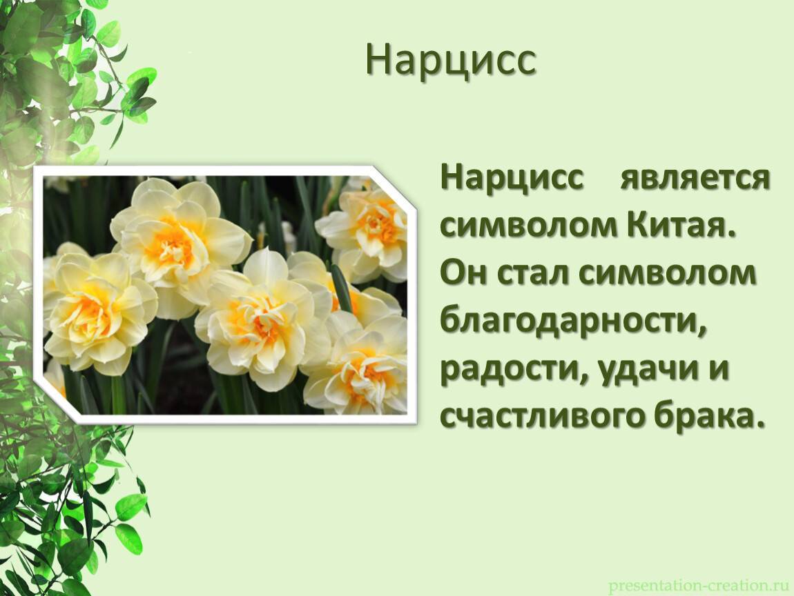 Нарцисс растение значение. Нарцисс цветок описание. Стих про Нарцисс. Нарцисс стихи про цветок. Описание цветов нарциссов.