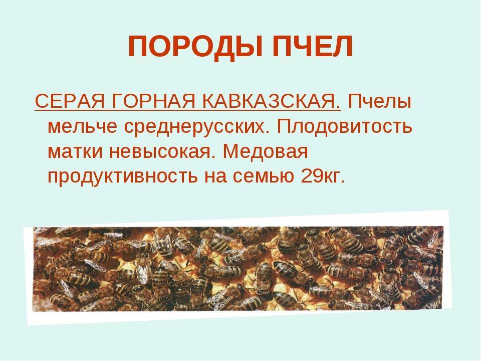 Вывод маток серой горной кавказской породы. как мы это делаем | пчелохозяйство кавказянка