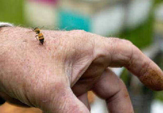 Почему пчела умирает после того, как ужалит. оставляет ли оса жало при укусе
