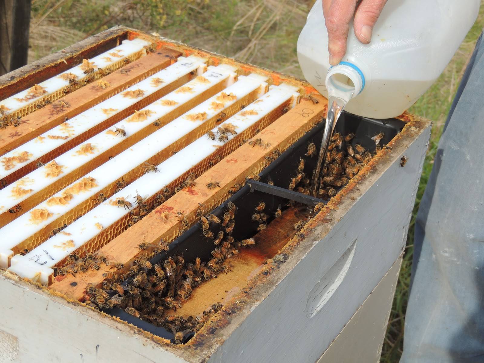 Рецепт и пропорции для приготовления медовой подкормки для пчел осенью