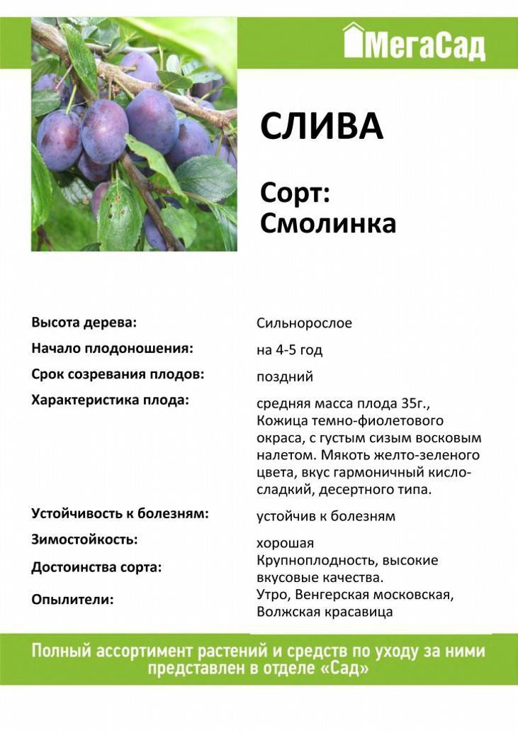 Описание и специфика выращивания сливы сорта Смолинка