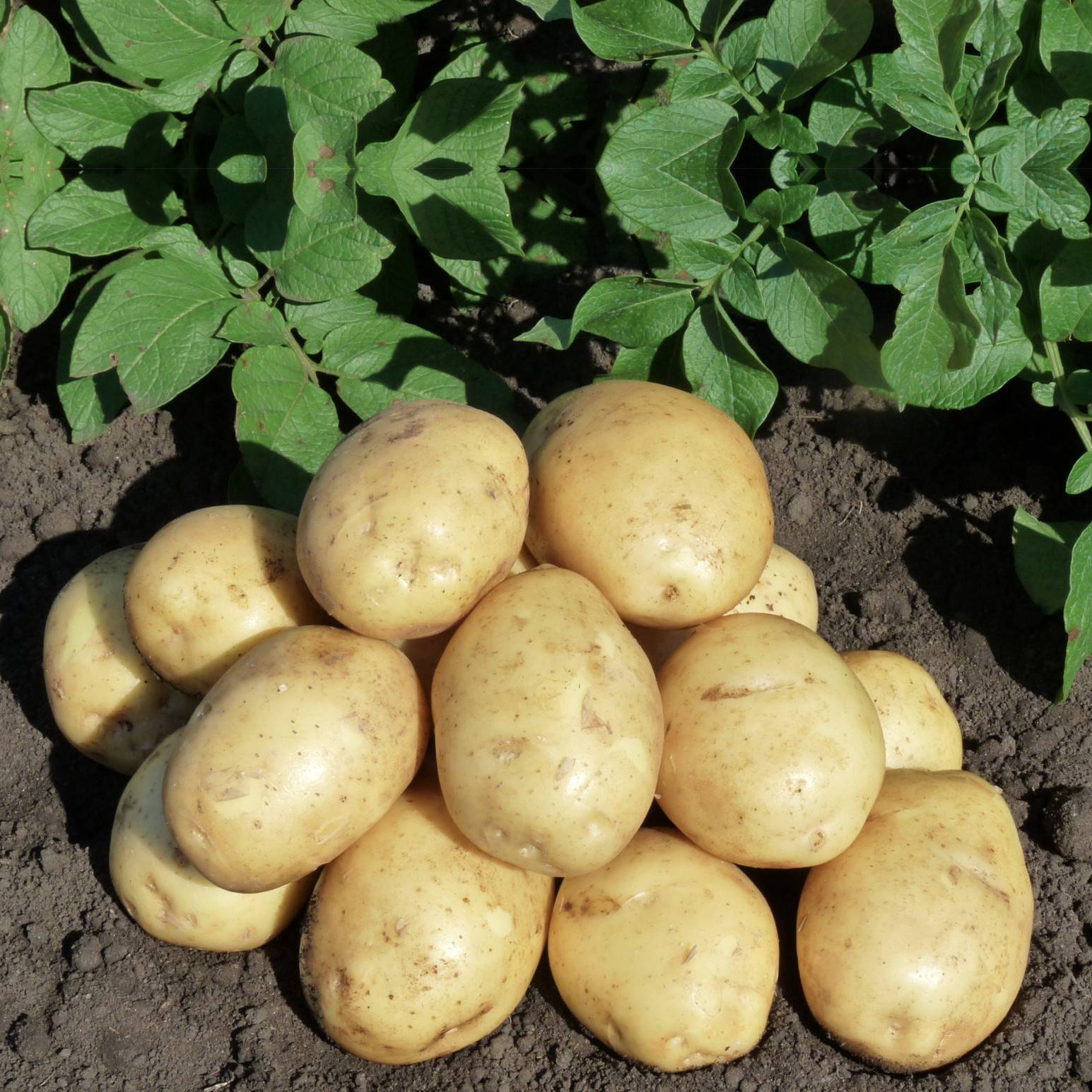 Сорт картофеля королева анна фото