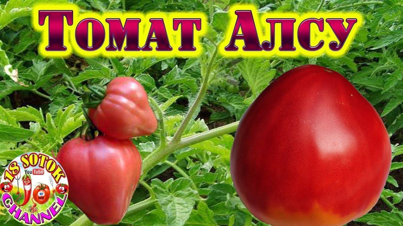 Томат алсу — характеристика и описание сорта, фото, отзывы дачников, урожайность, достоинства и недостатки