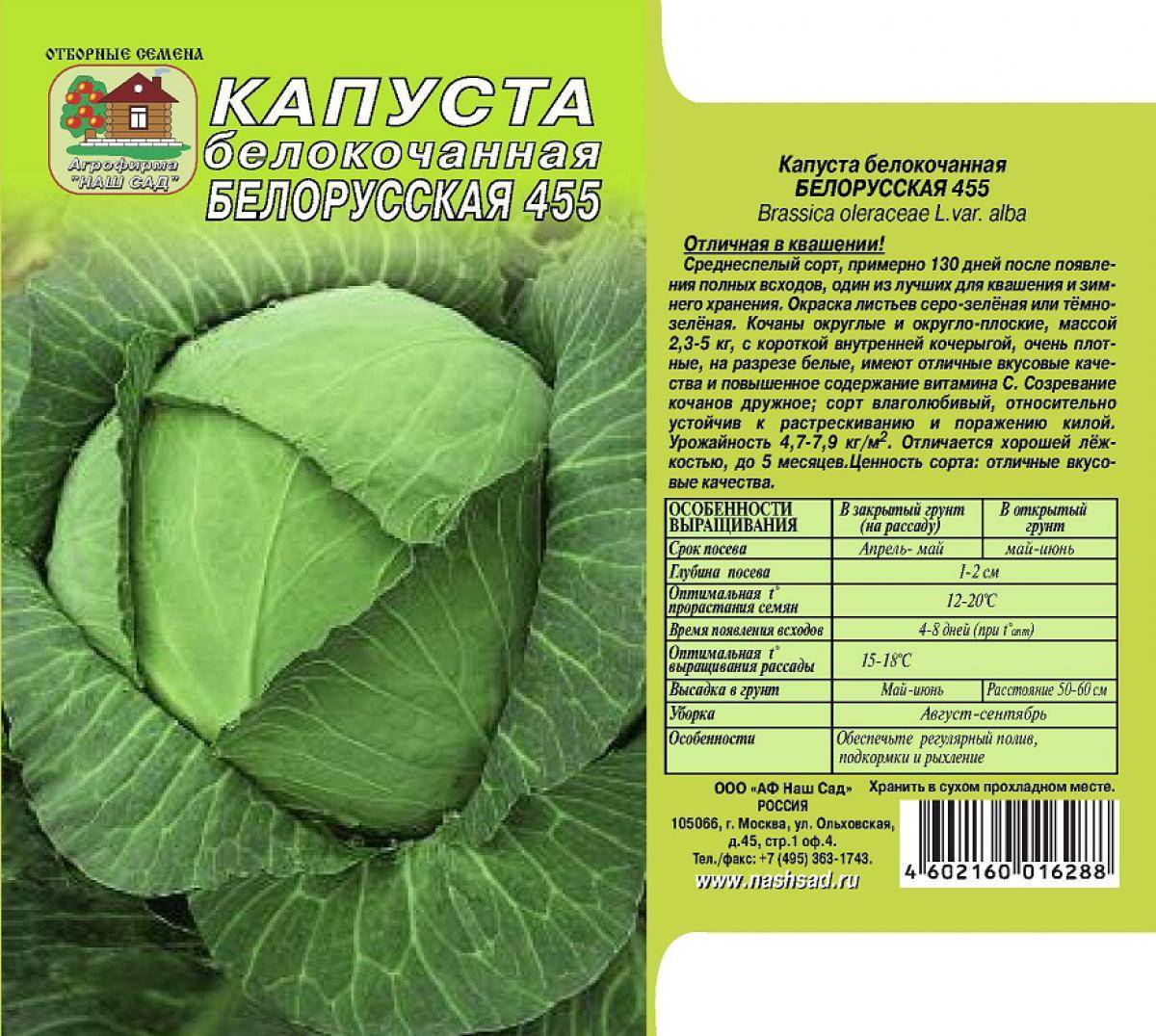 Капуста белорусская: описание сорта, фото, характеристика, отзывы, урожайность, особенности выращивания