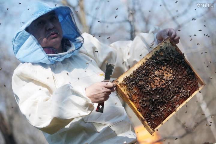Почему исчезают пчёлы?