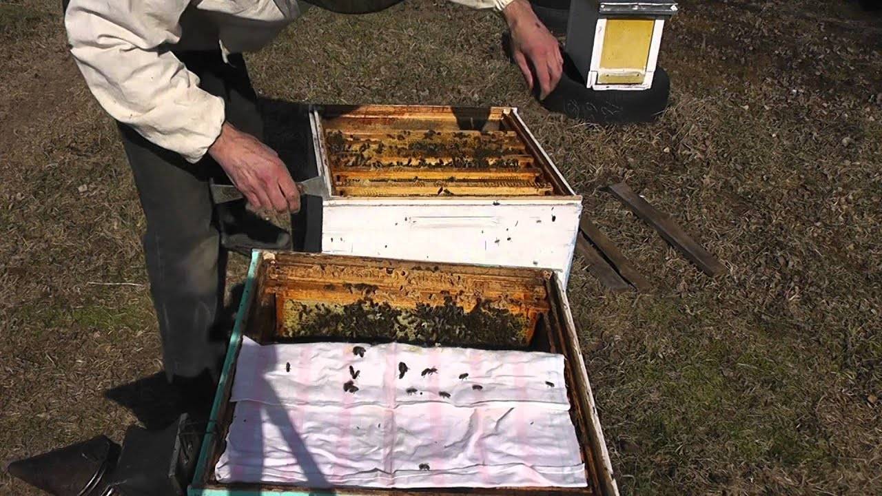 Пчеловод цебро и его вклад в практику пчеловедения