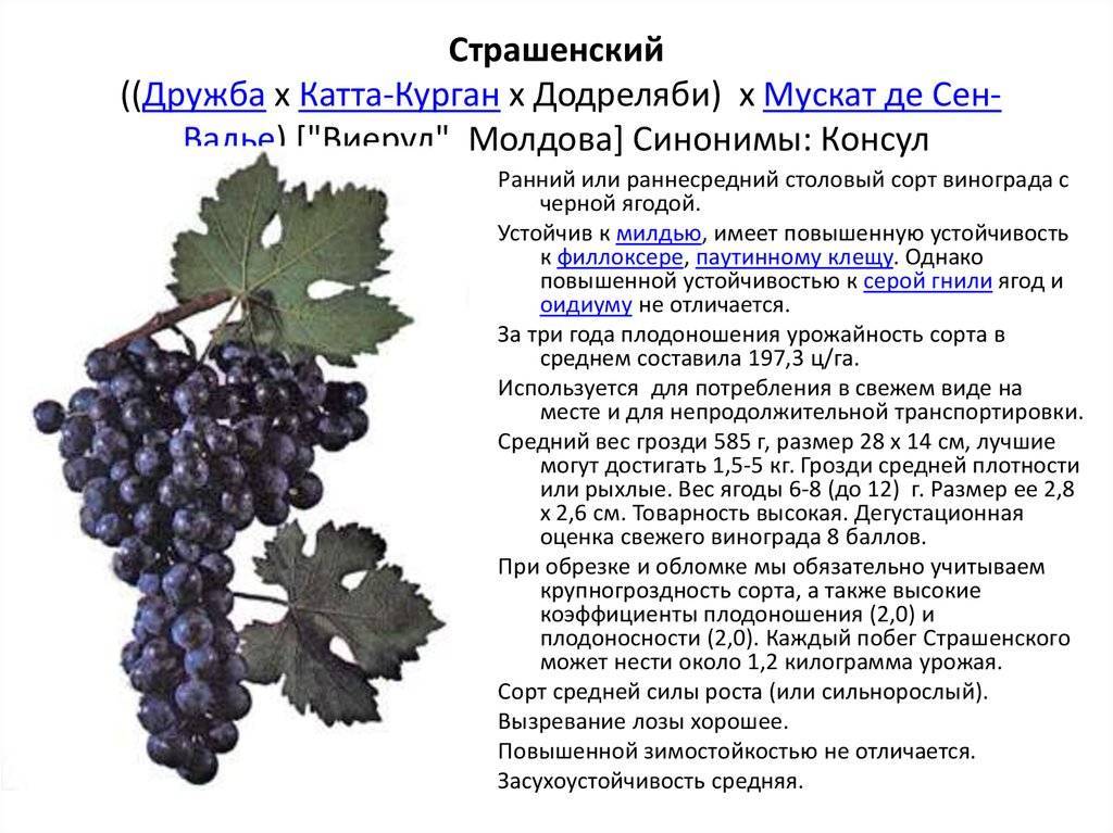 Самые вкусные сорта винограда: выбор по цвету и сроку созревания, какие сорта самые неприхотливые, видео