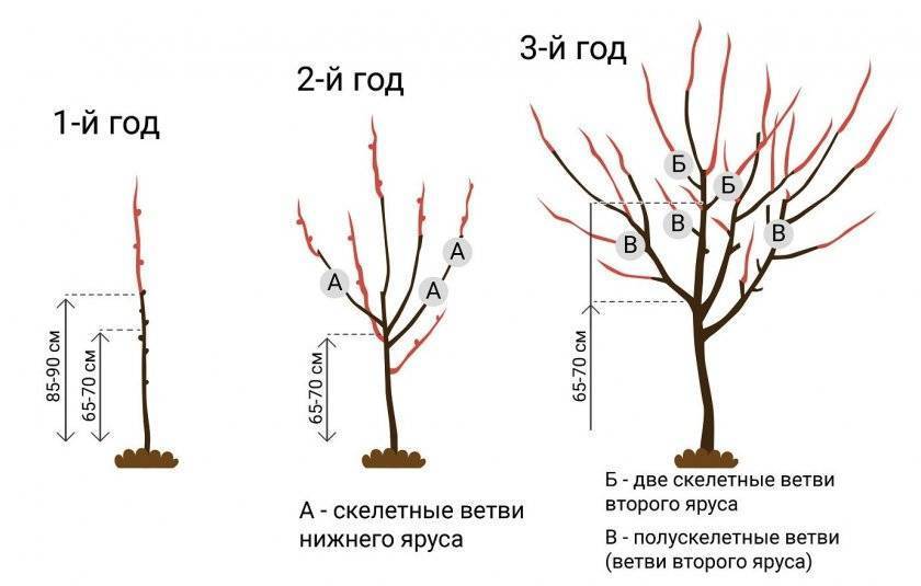 Обрезка деревьев: 7 правил формирования кроны