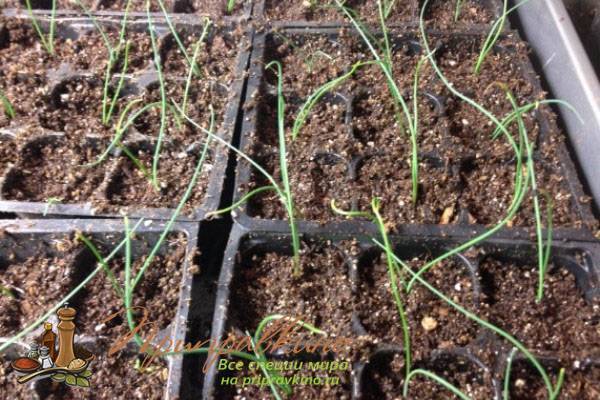 Лук порей: рассада, выращивание и уход | как посадить и ухаживать за пореем в открытом грунте