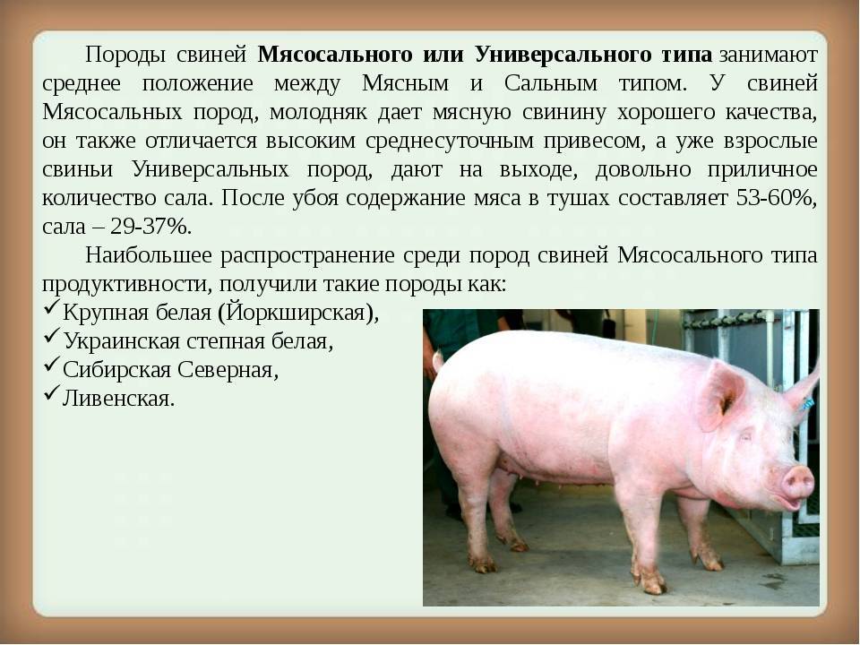 Породы свиней: названия, характеристики, особенности и подробное описание. 130 фото самых популярных и лучших пород свиней