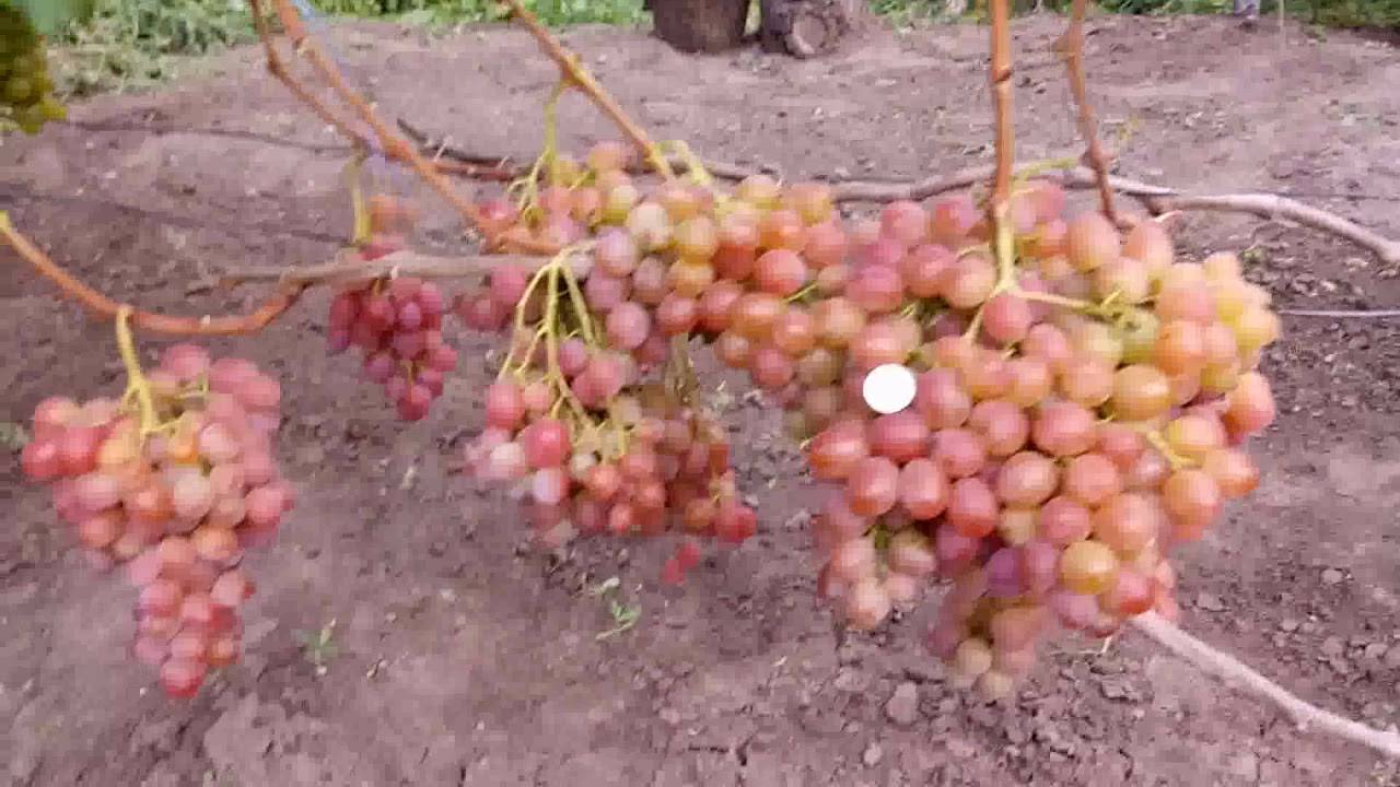 Описание винограда сорта рубиновый юбилей, посадка и уход