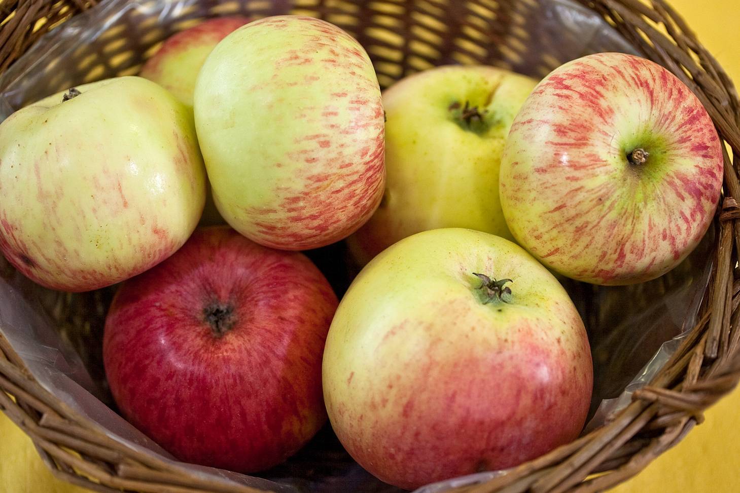 Боровинка – сорт яблок и особенности его выращивания + видео