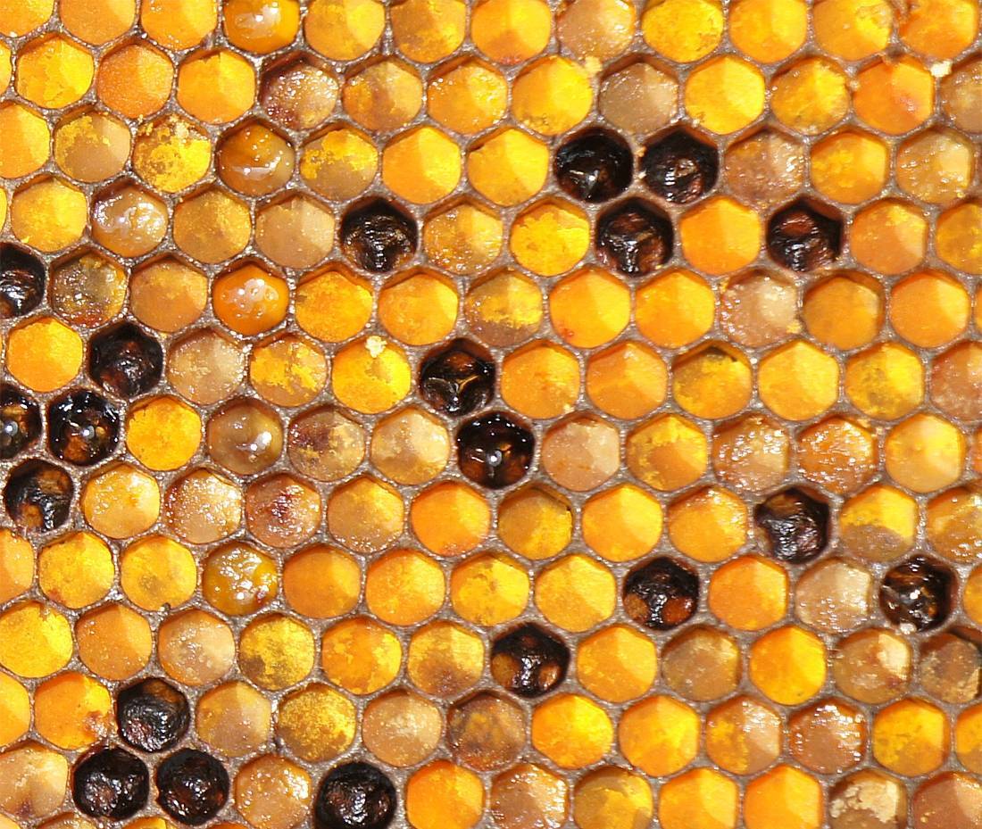 Пчелиные соты: структура, свойства, польза, хранение | пчелы | пчеловод.ком