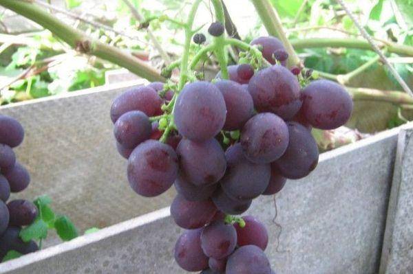 Виноград рошфор: фото, описание сорта, отзывы, видео
