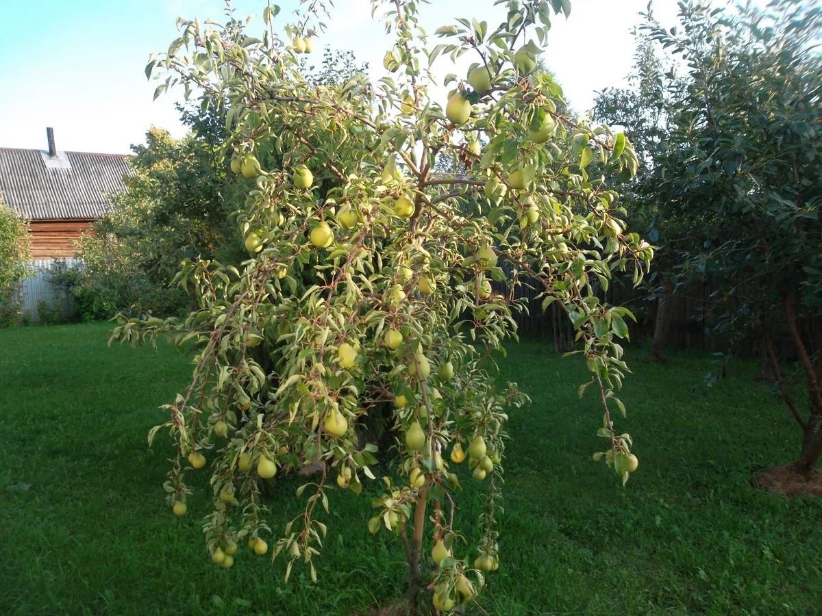 Через сколько лет начинает плодоносить яблоня. на, какой год начинает плодоносить яблоня после посадки саженцев