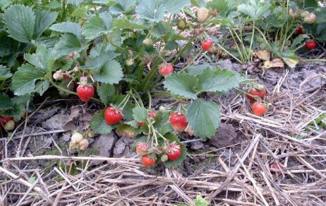 Клубника мармелада: описание сорта садовой земляники, фото ягод и куста, отзывы садоводов