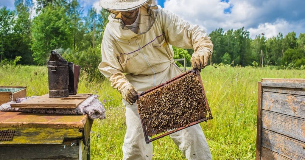 Осенние работы на пасеке перед зимовкой: подготовка, обработка и лечение пчёл от болезней, видео