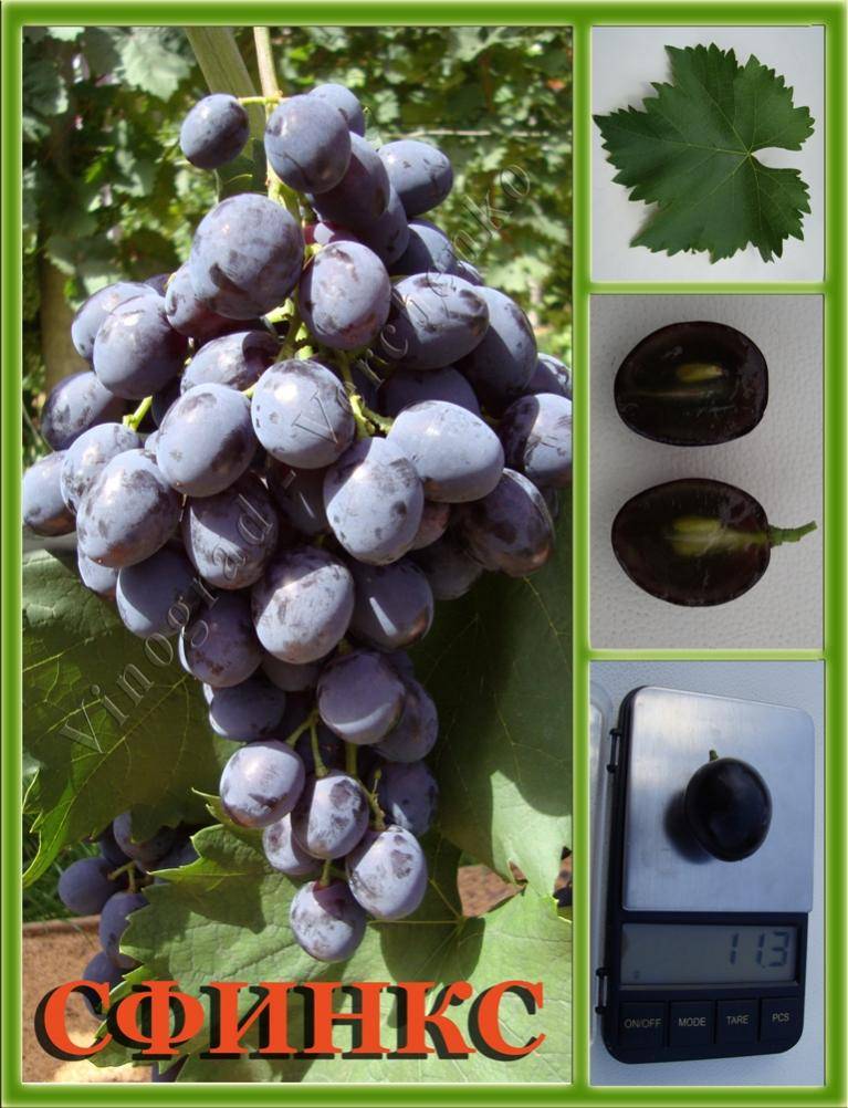 Виноград сфинкс описание особенностей сорта, уход, выращивание, фото и отзывы
