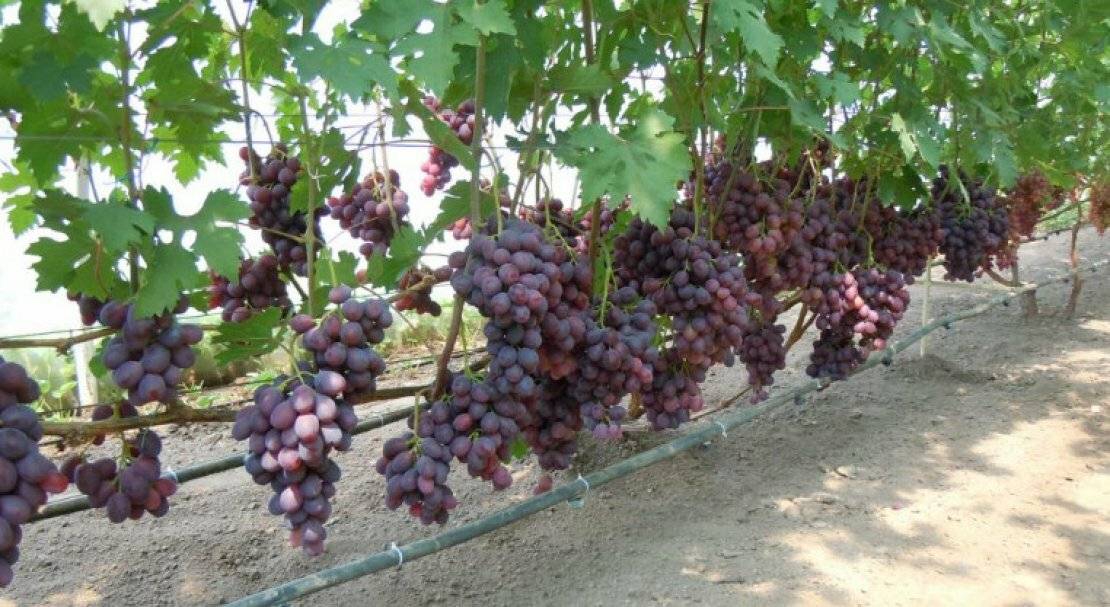 Виноград заря несветая: описание сорта, фото, отзывы, характеристики и особенности выращивания