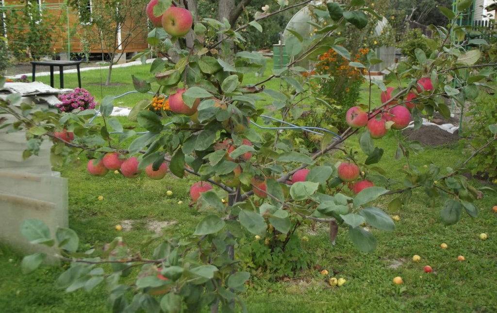 Характеристики, особенности и нюансы сорта карликовых яблонь соколовское