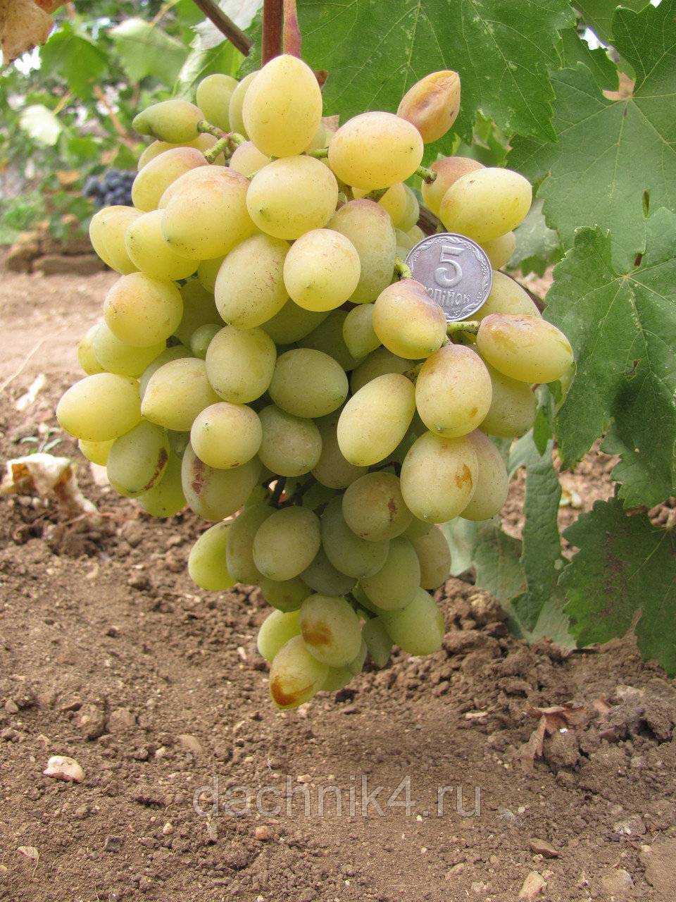 Неукрывные сорта винограда: гибриды американского винограда
