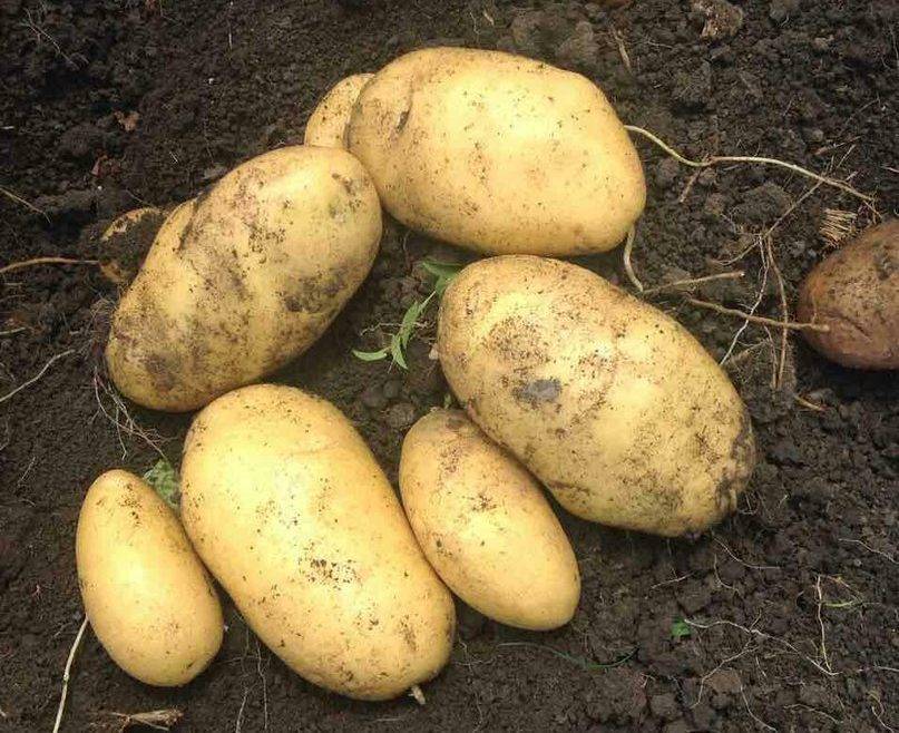 Картофель лорх: описание сорта, фото кустов и урожая, отзывы фермеров о картошке