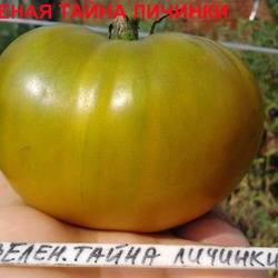 Сказочный вкус и экзотический окрас — томат царевна лягушка: описание сорта и характеристики