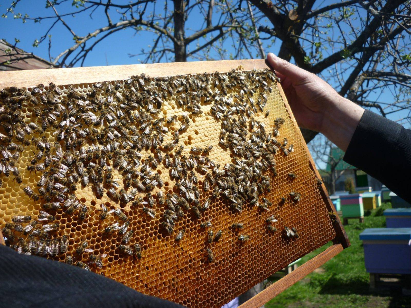 Летние работы на пасеке | пчеловодство выходного дня