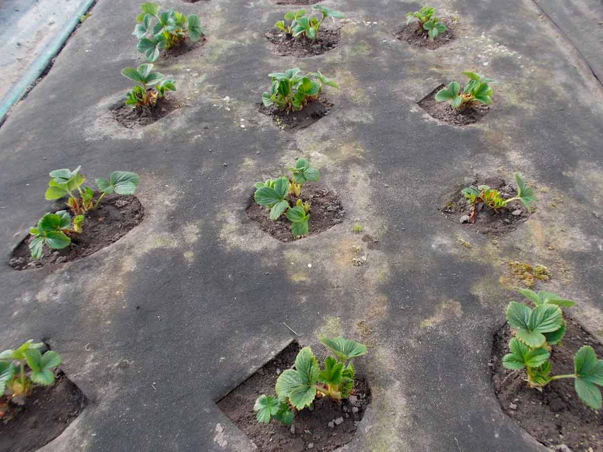 Как правильно выращивать клубнику в открытом грунте