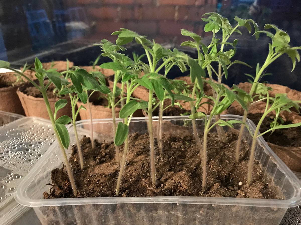 Как посадить помидоры на рассаду правильно дома - сроки сажать