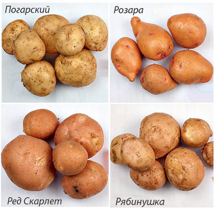Картофель рябинушка: характеристика сорта, отзывы, особенности посадки и ухода. как правильно сажать картофель