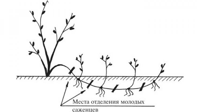 Ежевика садовая – посадка, выращивание и уход, размножение, обрезка