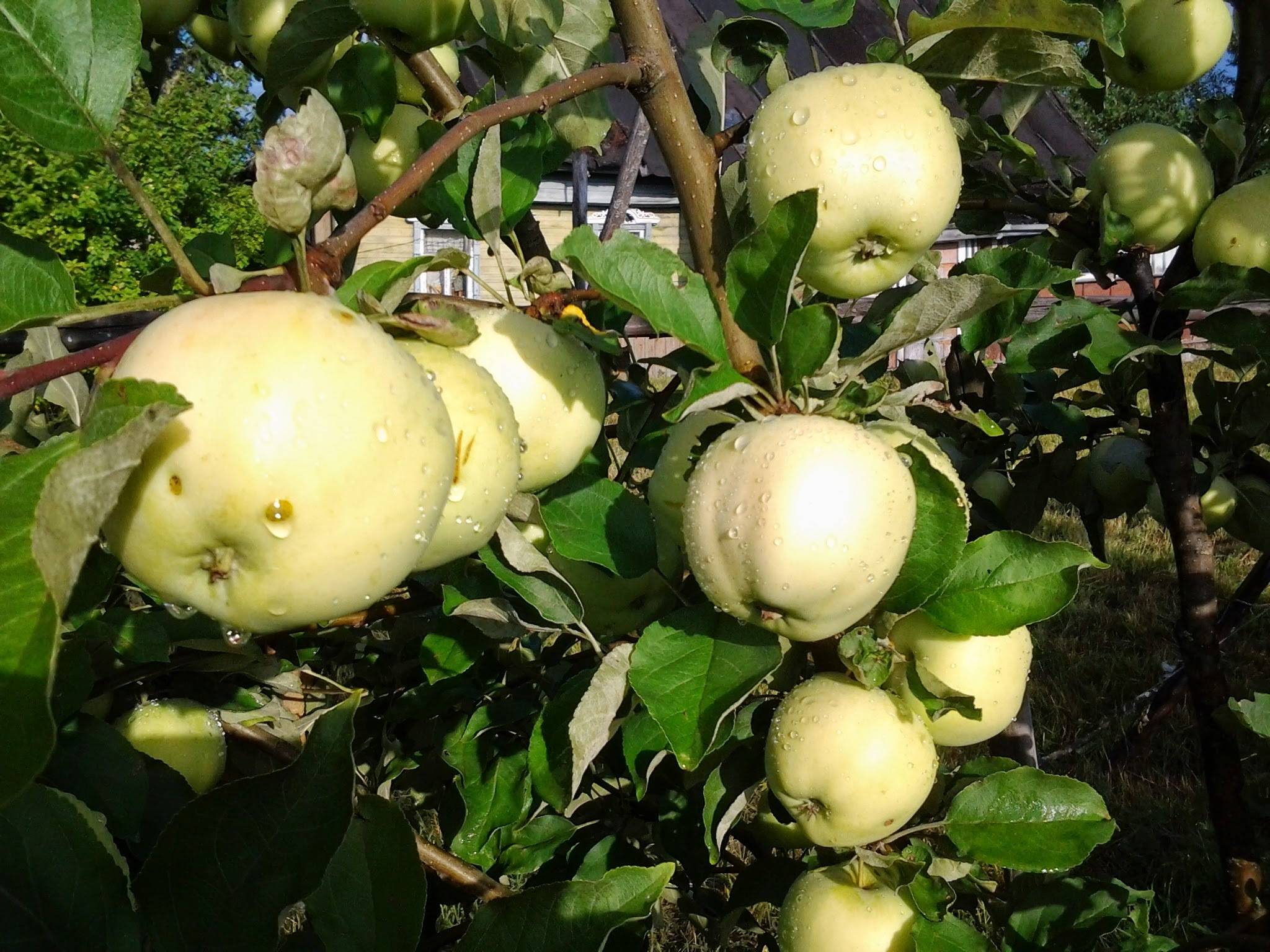 Описание и характеристики яблони сорта аркадик, ее преимущества и недостатки