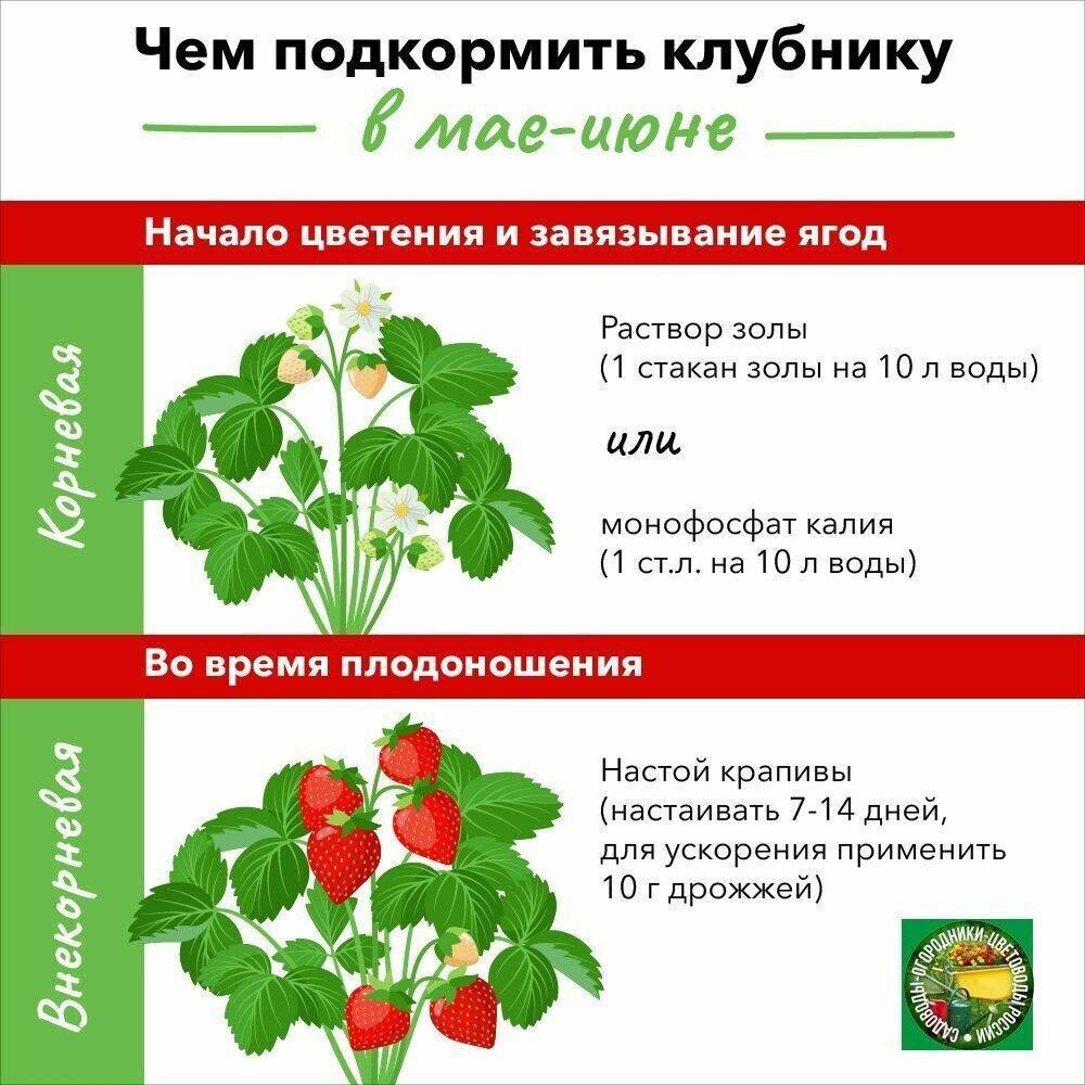 При какой температуре обрабатывать клубнику весной. Схема подкормки земляники садовой. Таблица подкормки клубники. Схема подкормки клубники в открытом грунте. Схема удобрения клубники весной.