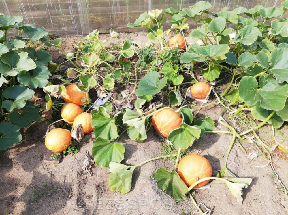 Выращивание тыквы в открытом грунте: посадка и уход