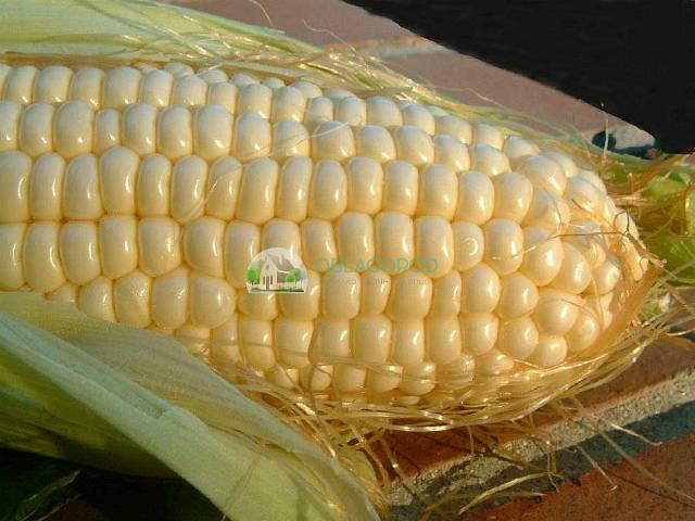 Кукуруза — характеристика, виды и места произрастания, уход + 76 фото