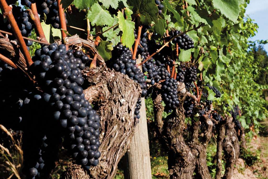 Почему пино нуар – вино для снобов
