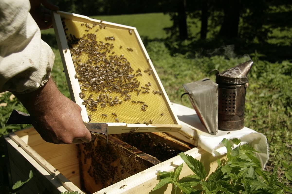 Пчеловодство республики башкортостан: состояние, проблемы, перспективы развития