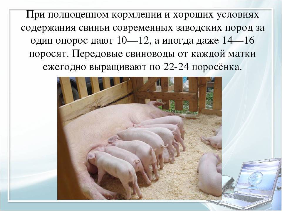Выращивание свиней в домашних условиях: чем кормить на мясо, правила содержания для начинающих