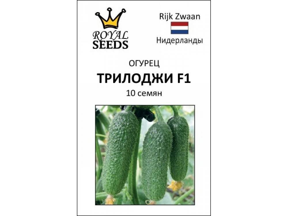 Сорт огурцов трилоджи описание. Сорт огурцов Трилоджи. Огурец Трилоджи f1. Огурцы Трилоджи семена. Огурец Трилоджи f1 описание.