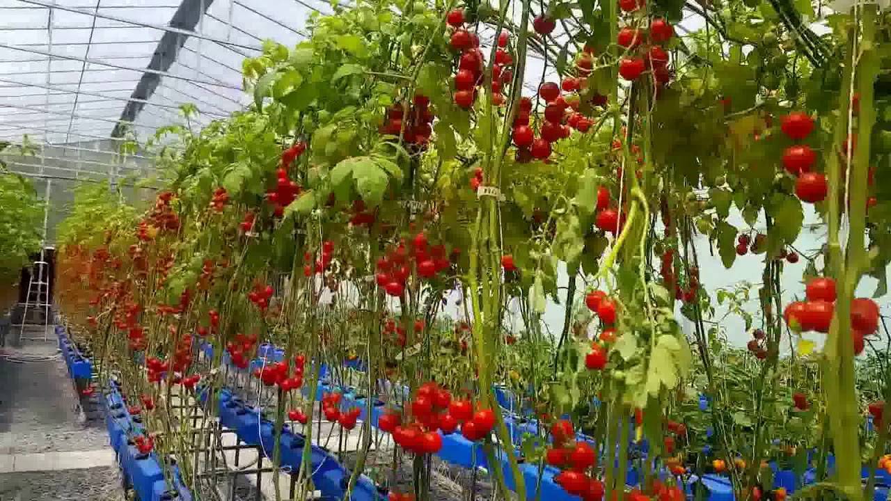 Посадка и выращивание томатов по митлайдеру — практичный и надежный способ