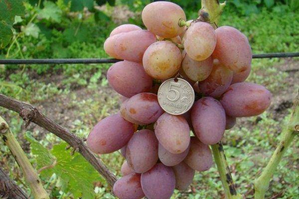 Виноград тайфи: характеристика и описание сорта, выращивание и уход