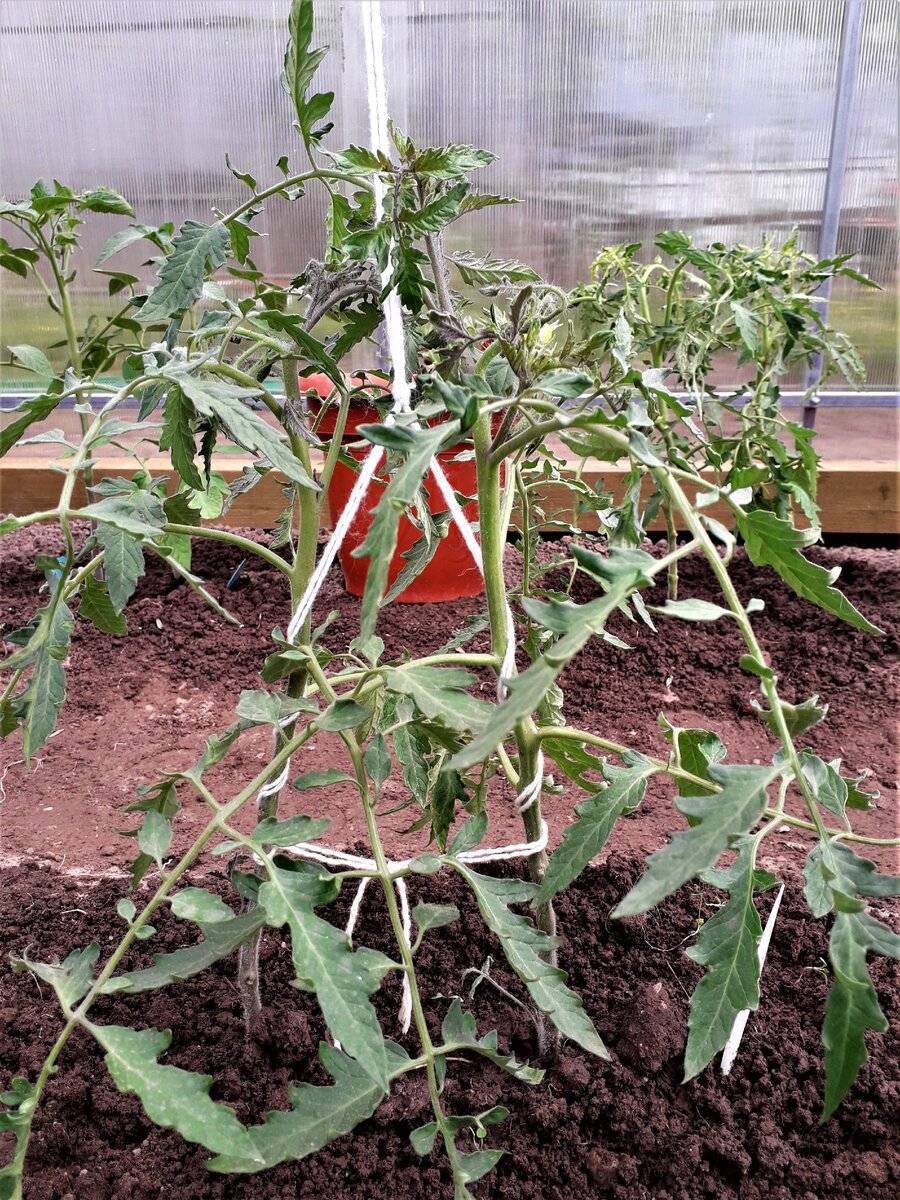 Как подвязывать помидоры в теплице из поликарбоната правильно - лучшие способы, схема фото, видео